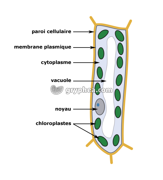 Structure d'une cellule chlorophyllienne - infographie - gryphea.com